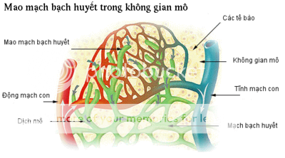 Hệ tuần hoàn máu ở Người Luoimmm